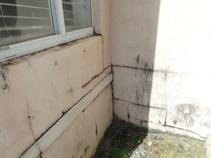 Mold damage insurance claim - Rapid Public Adjusters